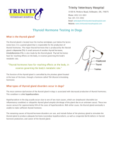 Thyroid in dogs - Trinity Veterinary Hospital