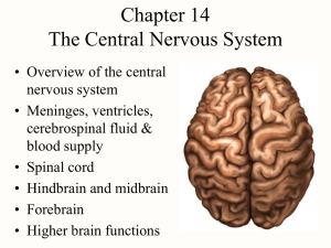 Brain - lms.manhattan.edu