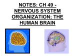 Nervous System - wlhs.wlwv.k12.or.us