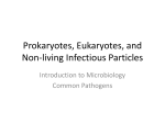 Prokaryotes, Eukaryotes, and Non