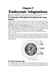 Embryonic Adaptations