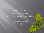 Pedunculate oak tree