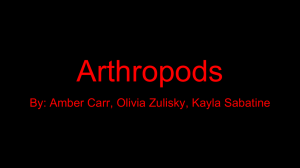 Arthropods