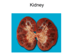 Revision of kidneys