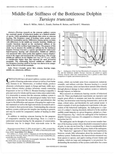 Middle~EarS tiffl1ess·of the Bottlenose Dolphin Tursiops truncatus