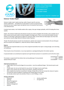 Extensor Tendon Repair - Bondi Junction Hand Therapy