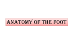 Anatomy of the foot