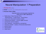 Neural Manipulation 1 Preparation