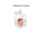 Digestive ,Excretory System