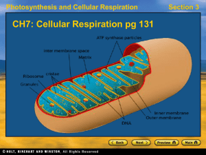 Cellular Respiration