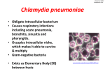 Chlamydia pneumoniae