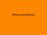 Mitosis and Meiosis MA