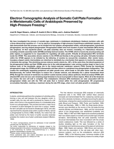 Electron Tomographic Analysis of Somatic Cell Plate Formation in