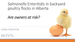 Salmonella Enteritidis in backyard poultry flocks in Alberta: are