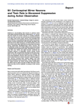 M1 Corticospinal Mirror Neurons and Their Role in