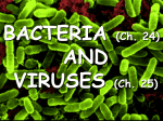 Bacteria PowerPoint