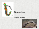 Nemertea