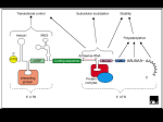 Summary of methods to assess mRNA stability in eukaryotic cells