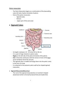 • Sigmoid Colon