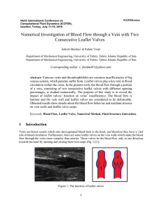Numerical Investigation of Blood Flow through a Vein with Two