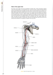 .g Veins of the upper Iimb