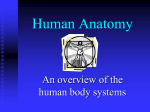 Human Anatomy