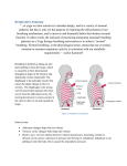 Respiratory Anatomy