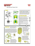 Plant Cells and Tissues, Part 1