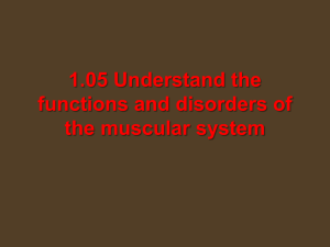 Muscular System: Functions