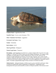 Caretta caretta - Georgia DNR