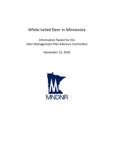 White-tailed Deer in Minnesota