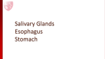Salivary Glands Esophagus Stomach