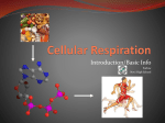 Cellular Respiration - LaPazColegioWiki2013-2014