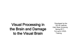 Visual Processing - Baby Watch Early Intervention