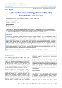 Undocumented variant branching pattern of axillary artery