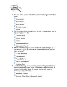 1. The part of the uterine wall which is not shed during menstruation