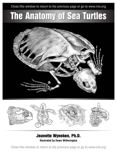Muscle Anatomy - The Anatomy of Sea Turtles by Jeanette