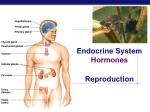 Endocrine System