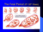 The Fetal Period (9th-38th Week)