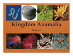 Kingdom Animalia Notes