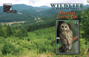 Wildlife in Managed Forests: Spotted Owl