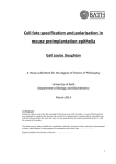 Cell fate specification and polarisation in mouse preimplantation