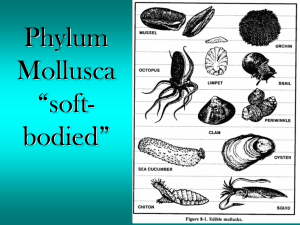 Phylum Molluska