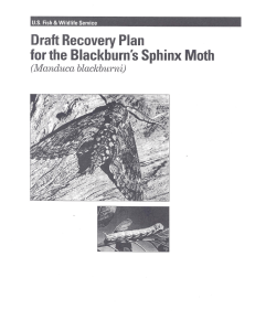 Recovery Plan for Blackburn`s Sphinx Moth