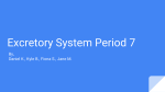 Excretory System Period 7 - Mercer Island School District