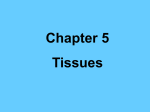 Chapter5 - sshsanatomy