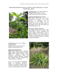 1 Scientific Name: Costus spp. (Costaceae) Dominican common