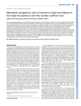 Mesoderm progenitor cells of common origin contribute to the head