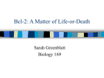 Bcl-2: Regulator of the Cellular Life-or