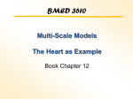 Multi-Scale Models The Heart as Example - Home | CISB-ECN